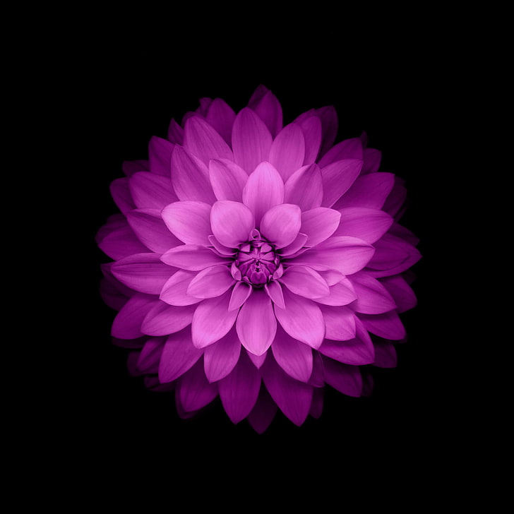 ungu dahlia bunga IOS wallpaper, bunga ungu petaled di ruangan gelap, bunga, bunga ungu, seni digital, tanaman, Wallpaper HD