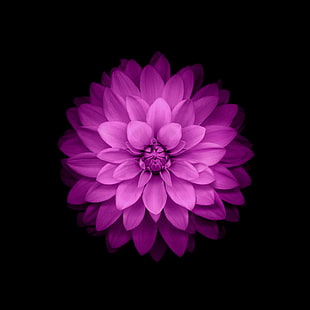 papel tapiz IOS de flor de dalia púrpura, flor de pétalos púrpura en cuarto oscuro, flores, flores de color púrpura, arte digital, plantas, Fondo de pantalla HD HD wallpaper