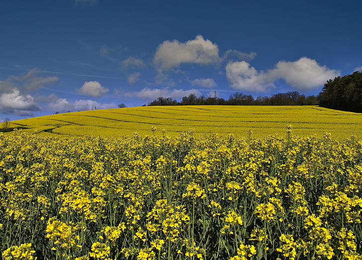 ทุ่งหญ้าใต้ท้องฟ้าสีเหลือง, ฤดูใบไม้ผลิสีเหลือง, ฤดูใบไม้ผลิสีเหลือง, ฤดูใบไม้ผลิสีเหลือง, หญ้า, Merstham, ทุ่งเกษตรกร, เซอร์เรย์, flickr, เกษตรกรรม, การข่มขืนเมล็ดพืชน้ำมัน, ธรรมชาติ, ฉากชนบท, สีเหลือง, ฟิลด์, คาโนลา, ท้องฟ้า, ฟาร์ม, ฤดูร้อน, ภูมิประเทศ, สีฟ้าพืชดอกไม้กลางแจ้ง, วอลล์เปเปอร์ HD
