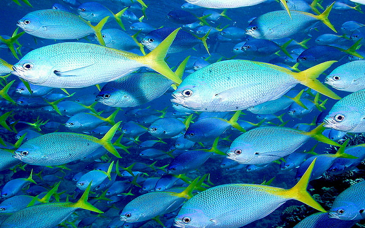 Grande barrière de corail poissons tropicaux queue jaune papier peint Hd, Fond d'écran HD