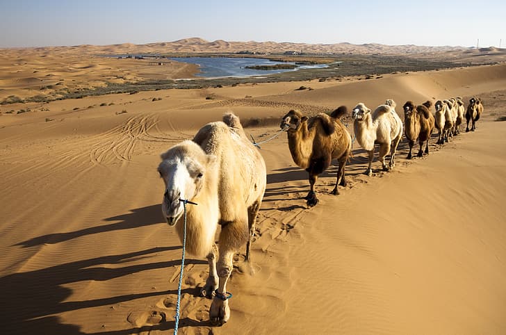 sand, desert, camels, caravan, HD wallpaper