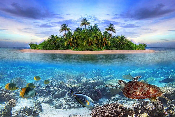 pesce, isola, vita, maldive, marino, oceano, mare, tropicale, sott'acqua, Sfondo HD