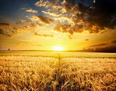 Пшенични полета, полета, пшеница, хоризонт, слънчева светлина, природа и пейзажи, HD тапет HD wallpaper
