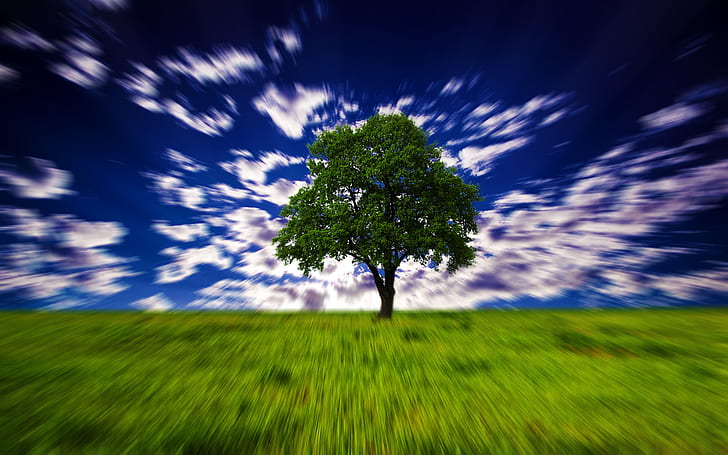 Tree Motion Blur HD, природа, дерево, размытость, движение, HD обои