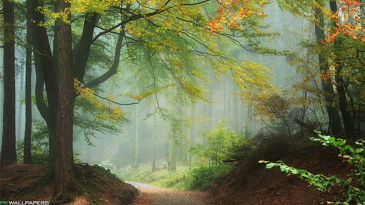Мъглива горска пътека, горски тапети, гора, листа, пътека, мъгла, природа и пейзажи, HD тапет