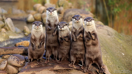 Asian Small-Clawed Otters, Animals, HD wallpaper HD wallpaper