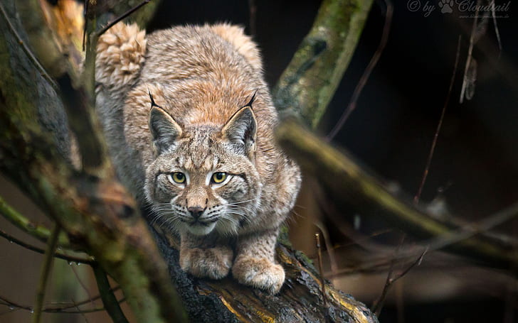 Bobcat Lynx HD, animals, lynx, bobcat, HD wallpaper