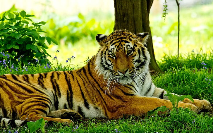 Resting Moment, tiger, field, siberian, rest, grass, animals, HD wallpaper