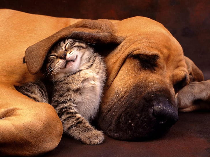 nap time adorable Bloodhound buddies cute kitten and dog cat sleeping together floppy ear friends Lo HD, animals, dog, love, cute, kitten, sleeping, adorable, friends, buddies, dog and cat, warmth, protective, cute kitten and dog, floppy ear, bloodhound, dog and cat sleeping together, HD wallpaper