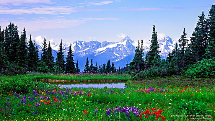 Flores silvestres alpinas, norte de la Columbia Británica, montañas, Fondo de pantalla HD