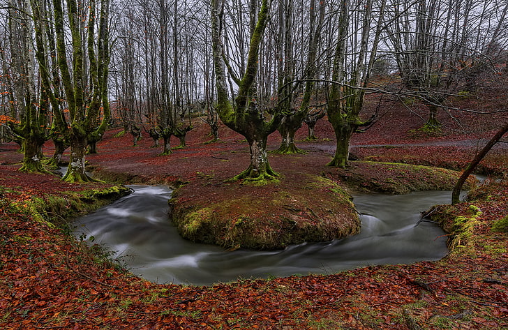 alava, autumn, basque, beech, bizkaia, country, forest, leaves, moss, river, spain, stream, trees, water, HD wallpaper