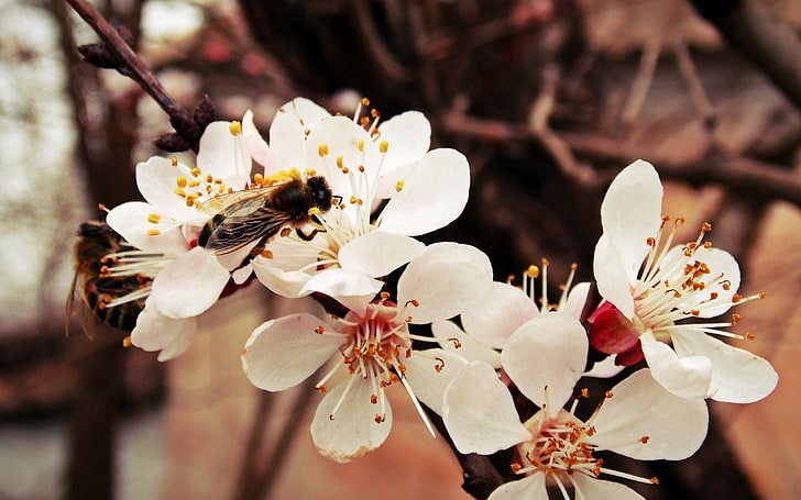 бели цветя, пчела, цвете, клон, HD тапет