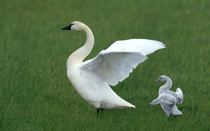 Белый лебедь и беби-лебедь, животные, птицы, лебедь, трава, малыш, полет, HD обои