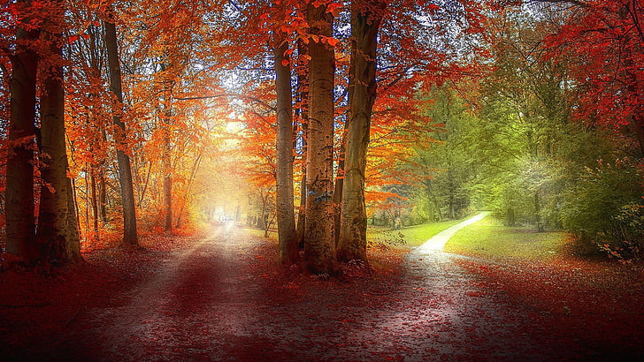 photographie de deux sentiers forestiers, herbe, chemin, rouge, vert, orange, nature, paysage, arbres, automne, feuilles, Fond d'écran HD