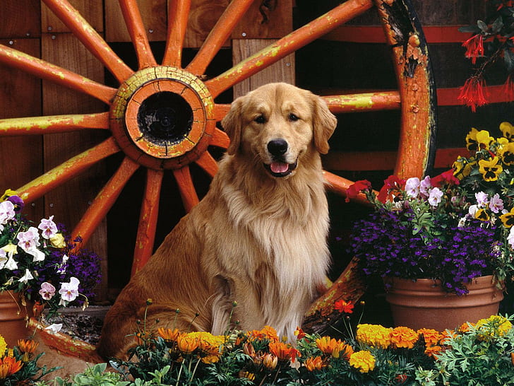 Animales, perro, golden retriever, flores, lindo, fotografía, animales, perro, golden retriever, flores, lindo, fotografía, Fondo de pantalla HD