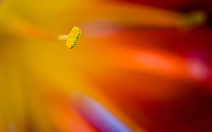 selective focus photography of flower's stigma, flowers, macro, plants, HD wallpaper