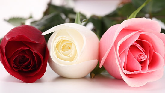 Rosen, Makro, rote Rose, weiße Rose, rosa Rose, Knospe, Blumen, Rosen, Makro, rote Rose, weiße Rose, rosa Rose, Knospe, HD-Hintergrundbild HD wallpaper