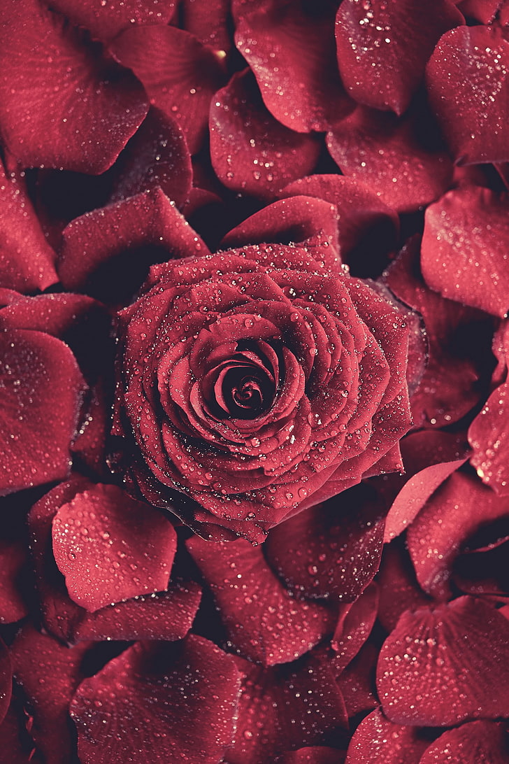 красные цветы, капли воды, портретная экспозиция, роза, HD обои, телефон обои