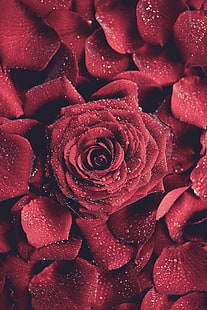 bunga merah, tetesan air, tampilan potret, mawar, Wallpaper HD HD wallpaper