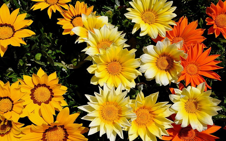 flores amarillas y anaranjadas, flores, sol, vegetación, macizo de flores, brillante, Fondo de pantalla HD