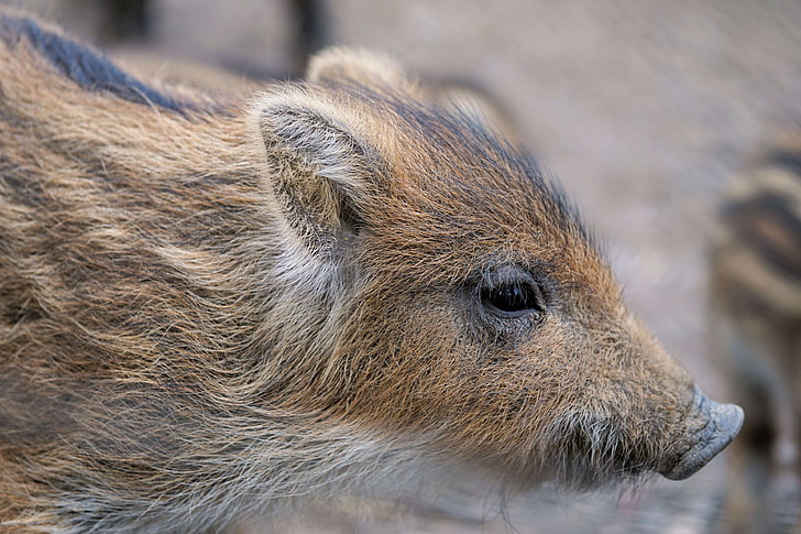 animal world, boar, forest, fur, launchy, nature, pig, piglet, sababurg castle, small, wild, wild pigs, wildlife park, young, young animal, zoo, HD wallpaper