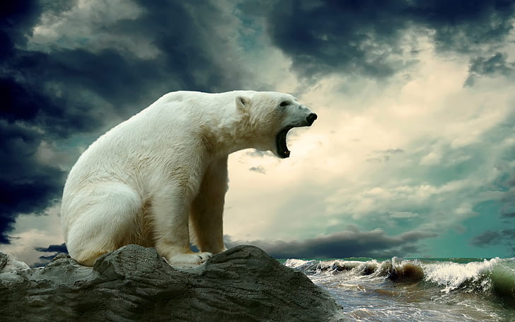 Polar Bear Shouting, polar bear, bear, HD wallpaper