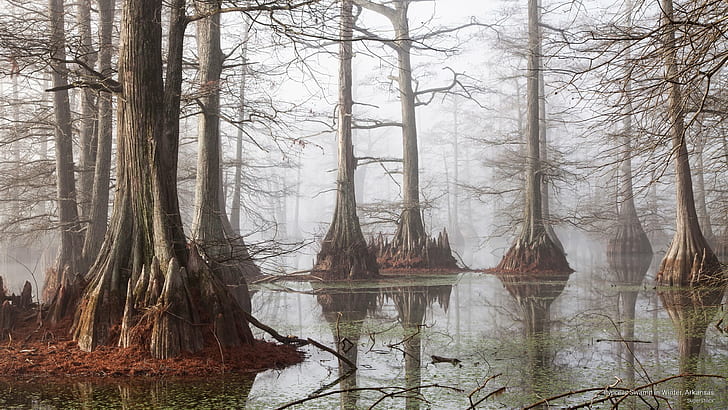 Кипарисовое болото зимой, Арканзас, Природа, HD обои