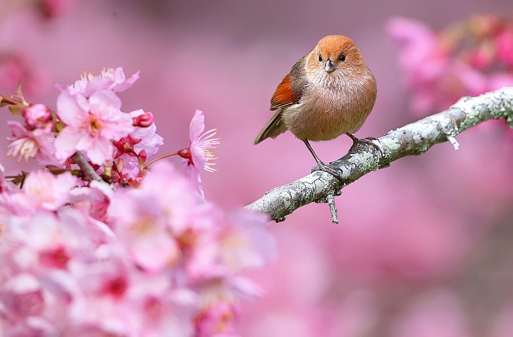 brown and red passerine bird, flowers, nature, bird, branch, spring, beak, HD wallpaper
