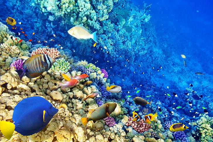 животни, корали, риби, камъни, под вода, свят, HD тапет