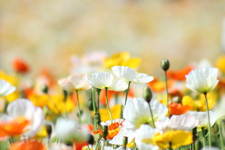 flores de amapola blancas, amarillas y anaranjadas, verano, el sol, luz, flores, naturaleza, calor, claro, Maki, amarillo, blanco, brillante, naranja, Fondo de pantalla HD