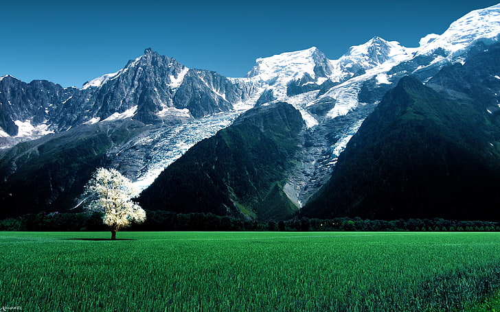drzewo o białych liściach, trawa, góry, Francja, lodowiec Bossons, Tapety HD