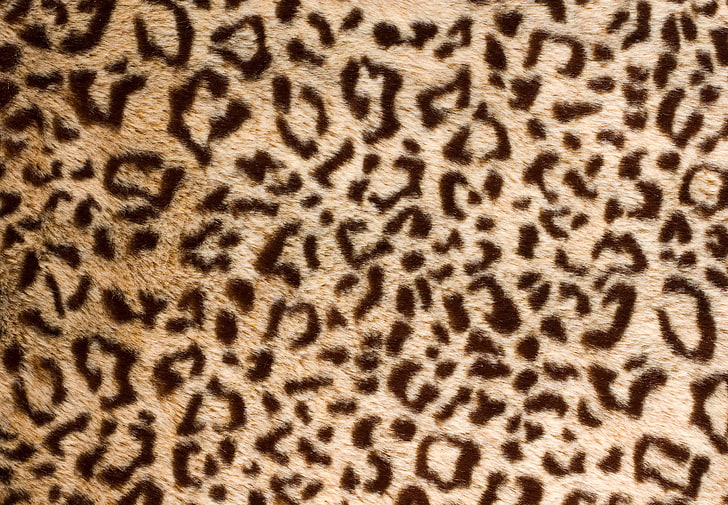 brun och svart leopardtryck, leopard, hud, päls, HD tapet