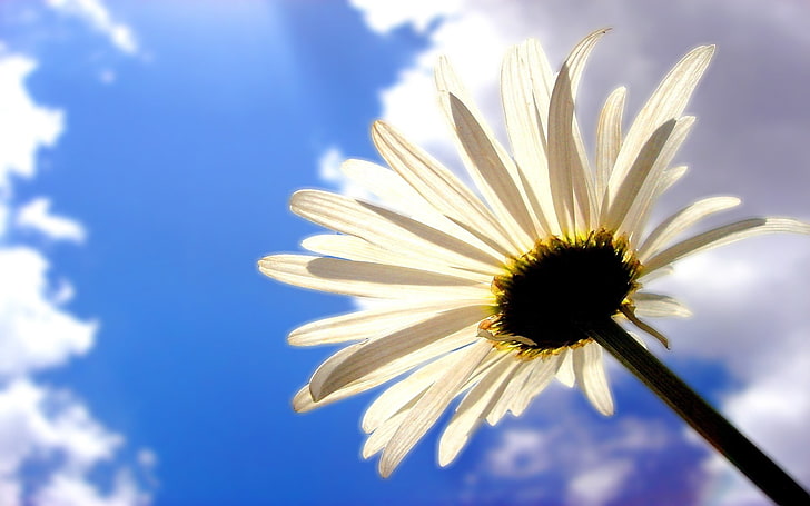 Flor blanca de la margarita del gerbera, margarita, flor, cielo, nubes,  Fondo de pantalla HD | Wallpaperbetter
