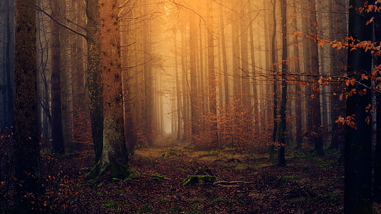 foresta incantata, foresta, crepuscolo, autunno, sentiero nel bosco, bosco in autunno, sentiero, Sfondo HD HD wallpaper