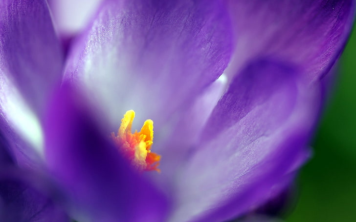 purple flower, flower, petals, background, blurred, HD wallpaper