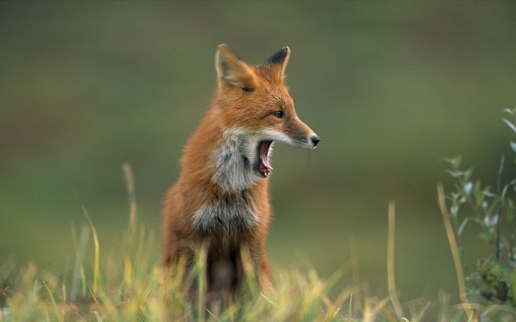 red and white fox, fox, grass, yawn, face, hair, HD wallpaper
