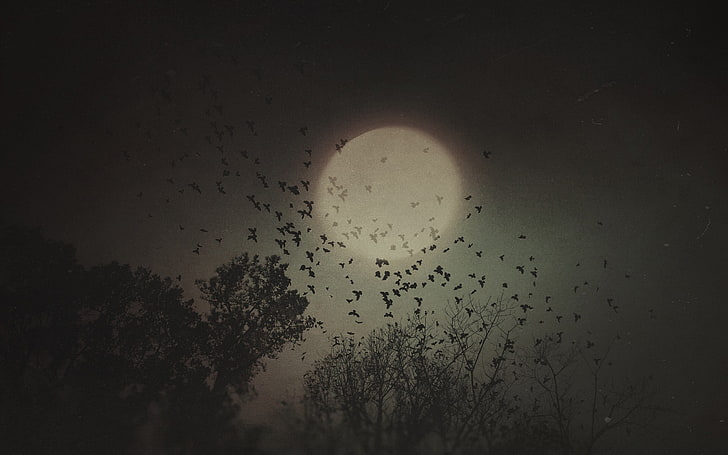 полная луна, фэнтези арт, ворона, ночь, луна, деревья, темно, бежевый, HD обои
