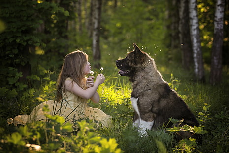 hutan, suasana hati, anjing, gadis, dandelion, teman, Akita Amerika, Wallpaper HD HD wallpaper