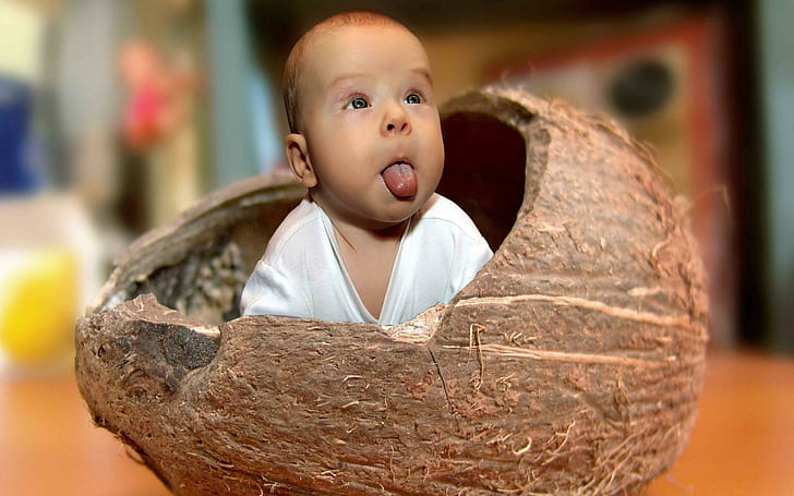 Funny Baby, brown nut shell, funny, baby, HD wallpaper