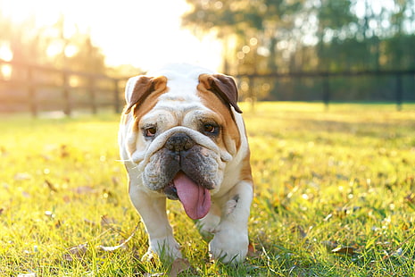 vuxen brun och vit engelsk bulldog, gräs, natur, park, gräsmatta, hund, dag, gå, sol, bokeh, engelsk bulldog, stamtavla, lycklig, tapet., bulldog, vacker bakgrund, vänlig, HD tapet HD wallpaper