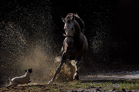 biały koń, koń, zwierzęta, Tapety HD HD wallpaper