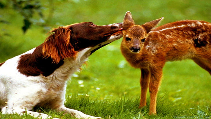 Дай ми целувка !!, любов, трева, елен, целувка, животно, животни, HD тапет
