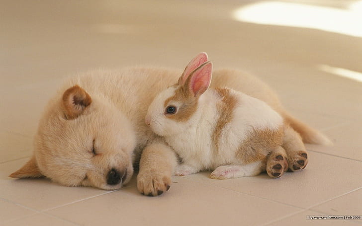 動物、ウサギ、犬、閉じた、犬、目、子犬、ウサギ、眠っています。、 HDデスクトップの壁紙