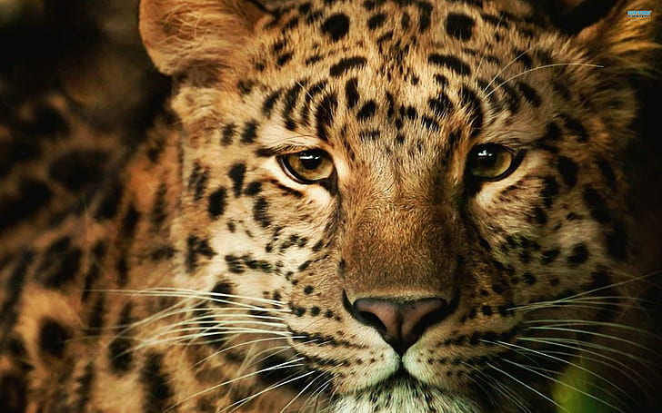 เสือดาวอ่อนโยนภาพเสือชีต้าด่างเสือดาวสวยงามสัตว์สัตว์, วอลล์เปเปอร์ HD