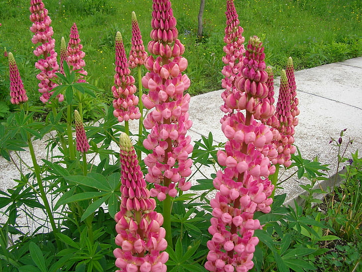 Din Gradina, 핑크 꽃잎 꽃, Inalte, Gradina, 베르데, HD 배경 화면