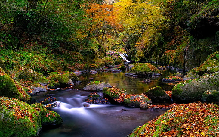 musim gugur, warna-warni, hutan, dedaunan, sungai, Wallpaper HD