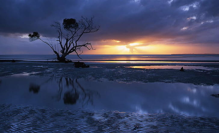 Восход солнца, вода, Beachmere, Австралия, Квинсленд, Пейзаж, Юго-Восток, Qld, морской пейзаж, мангровое дерево, отражение, рябь, синий свет, море, природа, пляж, закат, небо, коричневое голое дерево, HD обои