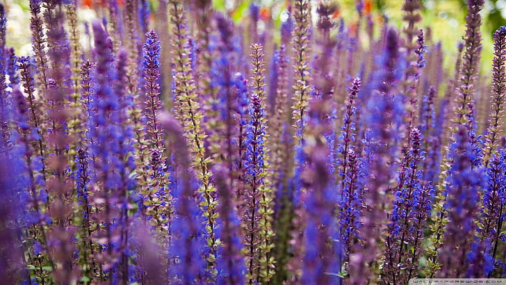 lavender, bunga ungu, Wallpaper HD