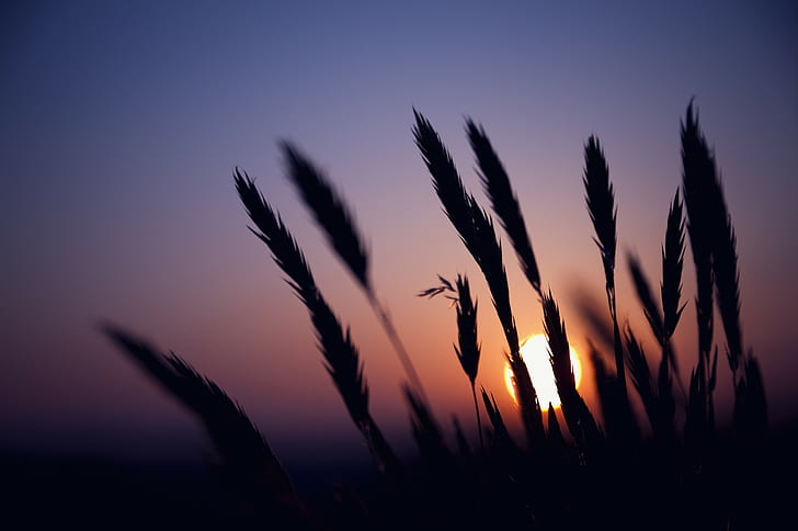 silhouette, sunset, plants, wheat, sunlight, HD wallpaper