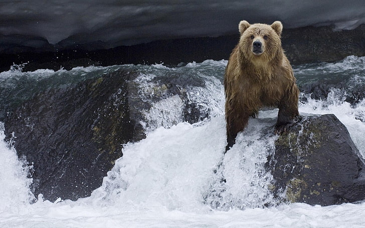 бурый медведь гризли, медведь, вода, течение, камни, HD обои